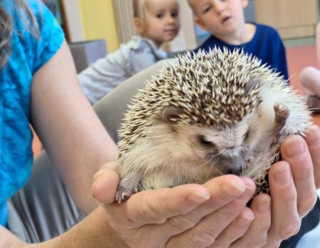 Ježci ve školce 🦔